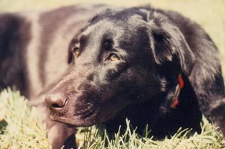 Bear - 1987-2001 - Ohio