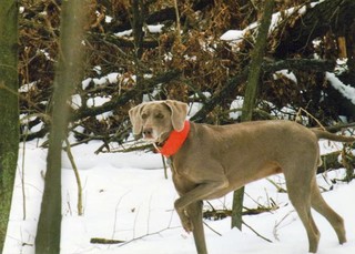 Misty - 1989-2002 - Ohio